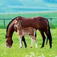 5653 - Pair of Horses