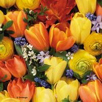 3867 - Farverige tulipaner