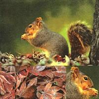 3795 - Squirrel in the forest