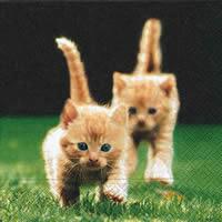 3754 - Red kittens