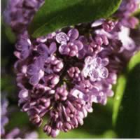 3741 - Purple lilacs