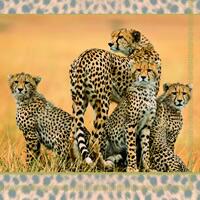 3720 - Cheetas familie - Cheeta family