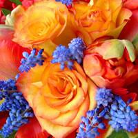 3380 - Orange Roses and Blue flowers