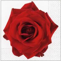 2807 - Large red rose