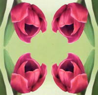 1771 - Tulips