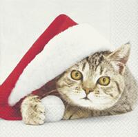 4230 - Cat with Santa hat