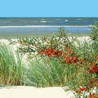4972 - Sea buckthorn beach