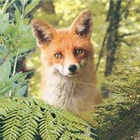 5080 - Ricky the fox