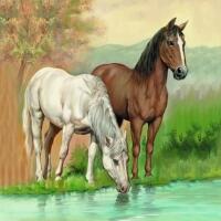 5144 - Hvid og brun hest ved åen
