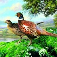 5167 - Pheasant
