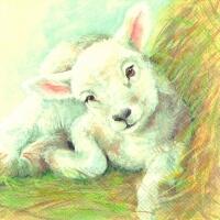 5250 - Young lamb