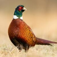 5266 - Wild Pheasant