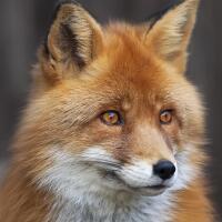 5296 - Hunting fox