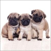 5332 - Pug Dog