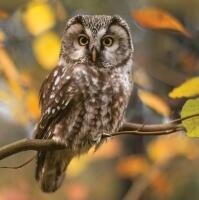5445 - Pensive Owl