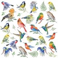 5446 - Masser af farvestrålende fugle