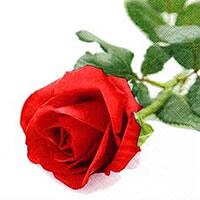4050 - Rød rose