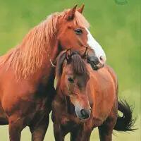 5482 - To brune heste