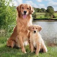 5536 - Golden Retriever