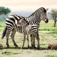 5551 - Zebras