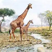 5552 - Giraffes
