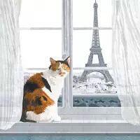 5596 - Kat i Paris