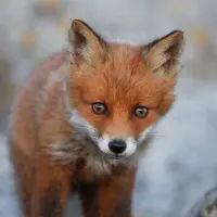 5620 - Red Fox