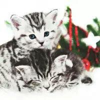 5621 - Christmas Cats