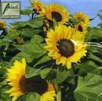 3967 - Sunflower against blue sky