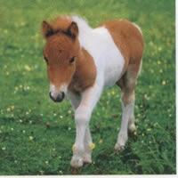 3761 - Pony